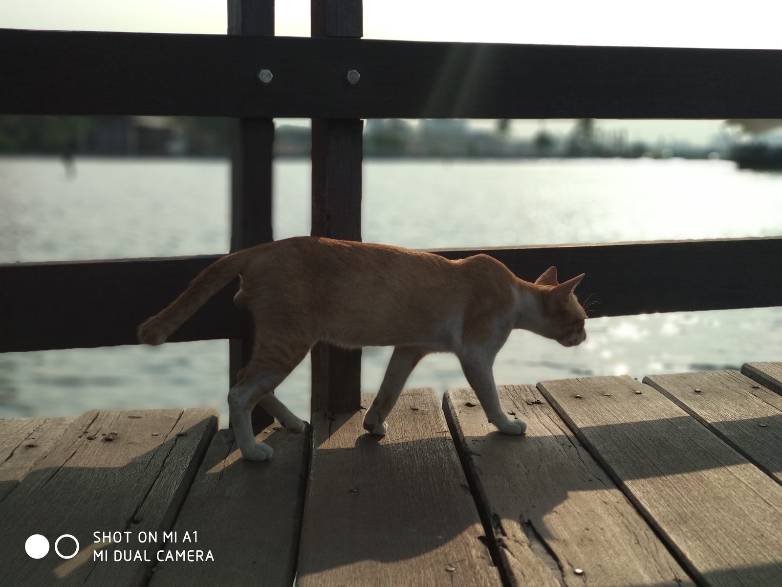 37681884961 Hasil foto Xiaomi Mi A1 (18)