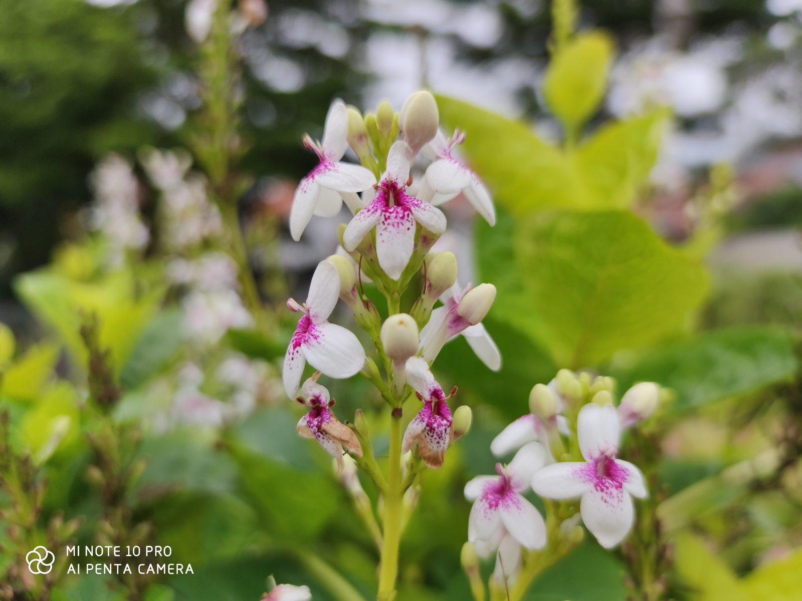 49325144916 Hasil foto Xiaomi Mi Note 10 Pro (1)