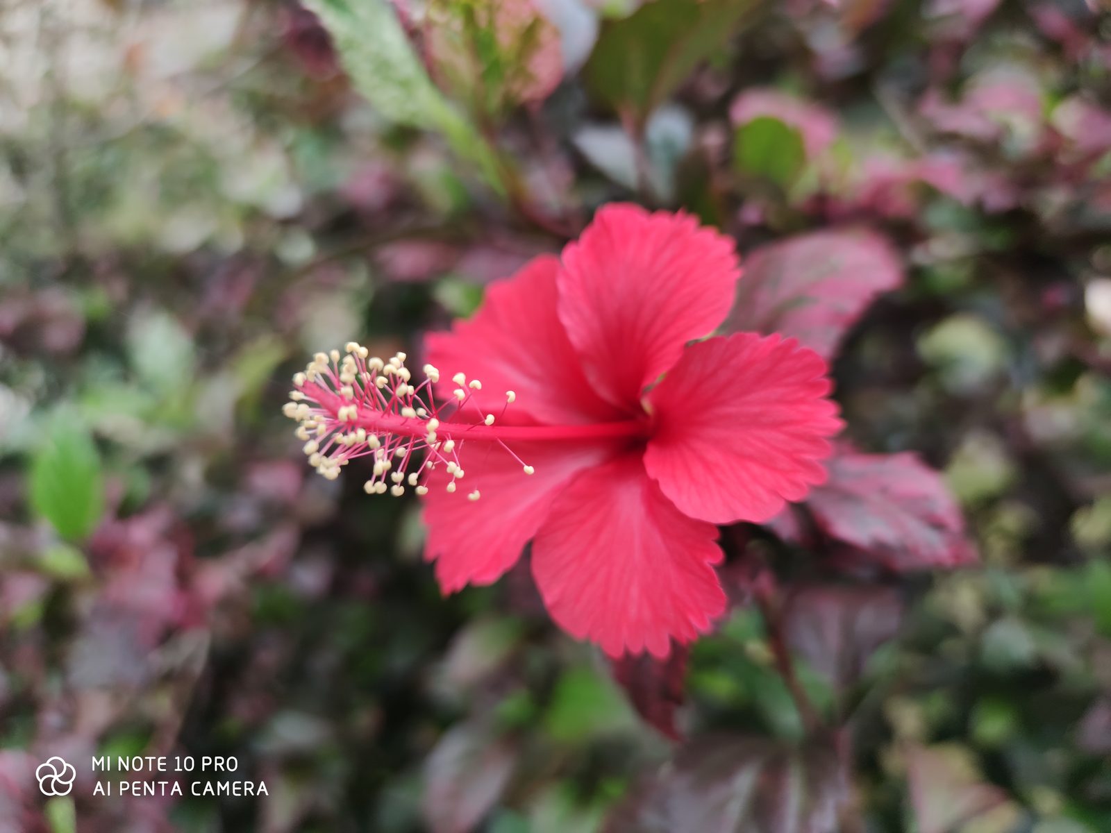 49325145371 Hasil foto Xiaomi Mi Note 10 Pro (3)