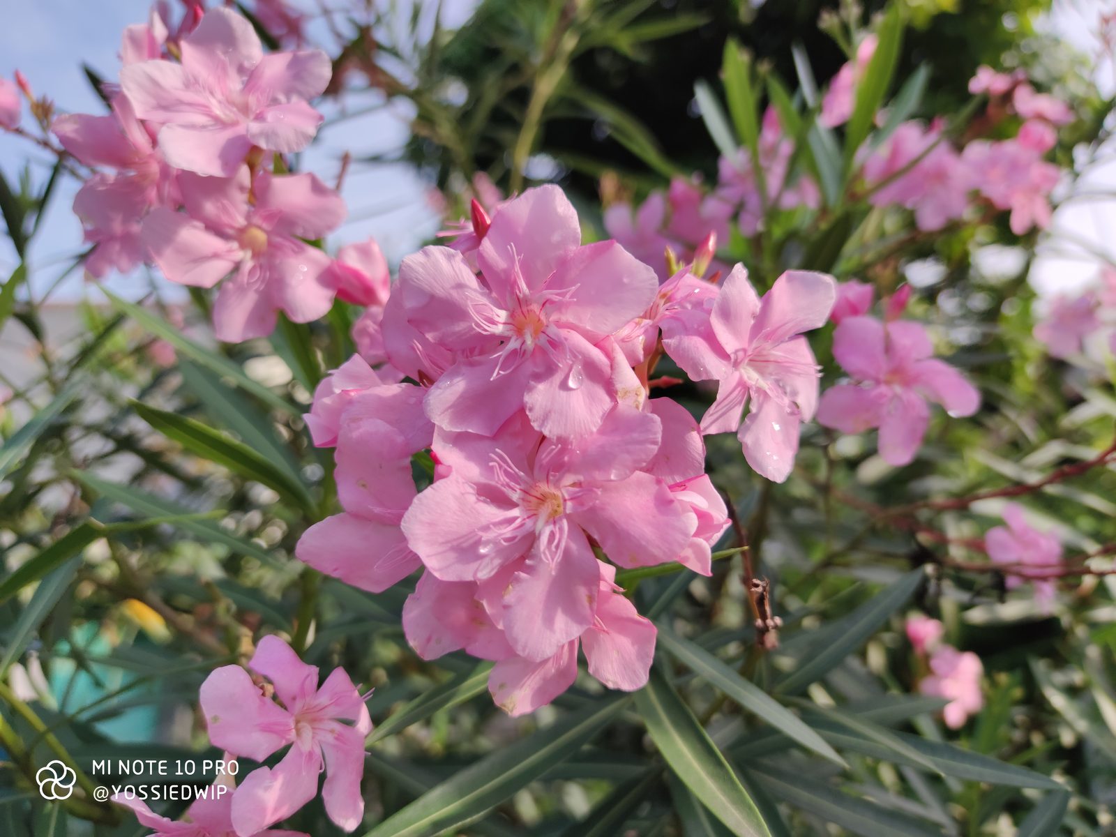 Hasil Foto Xiaomi Mi Note 10 Pro (10)