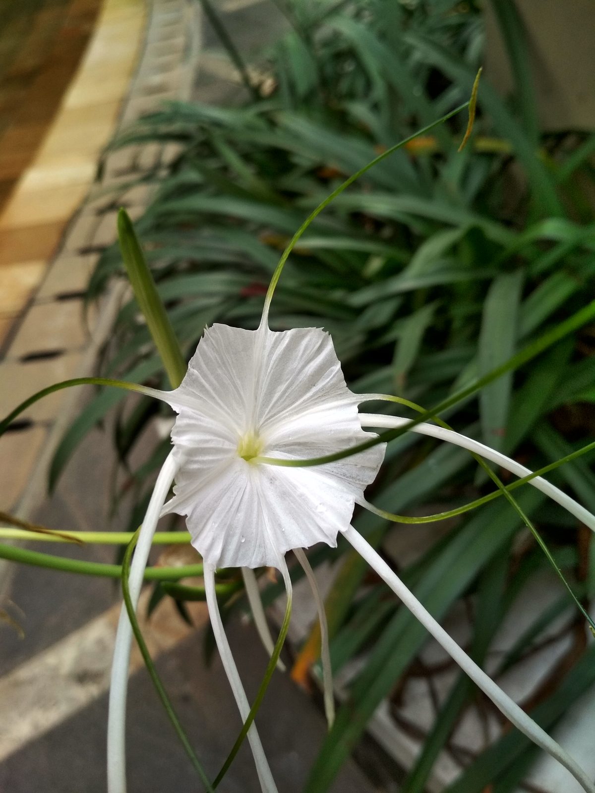 35945363850 Hasil foto Xiaomi Redmi 4X (2)