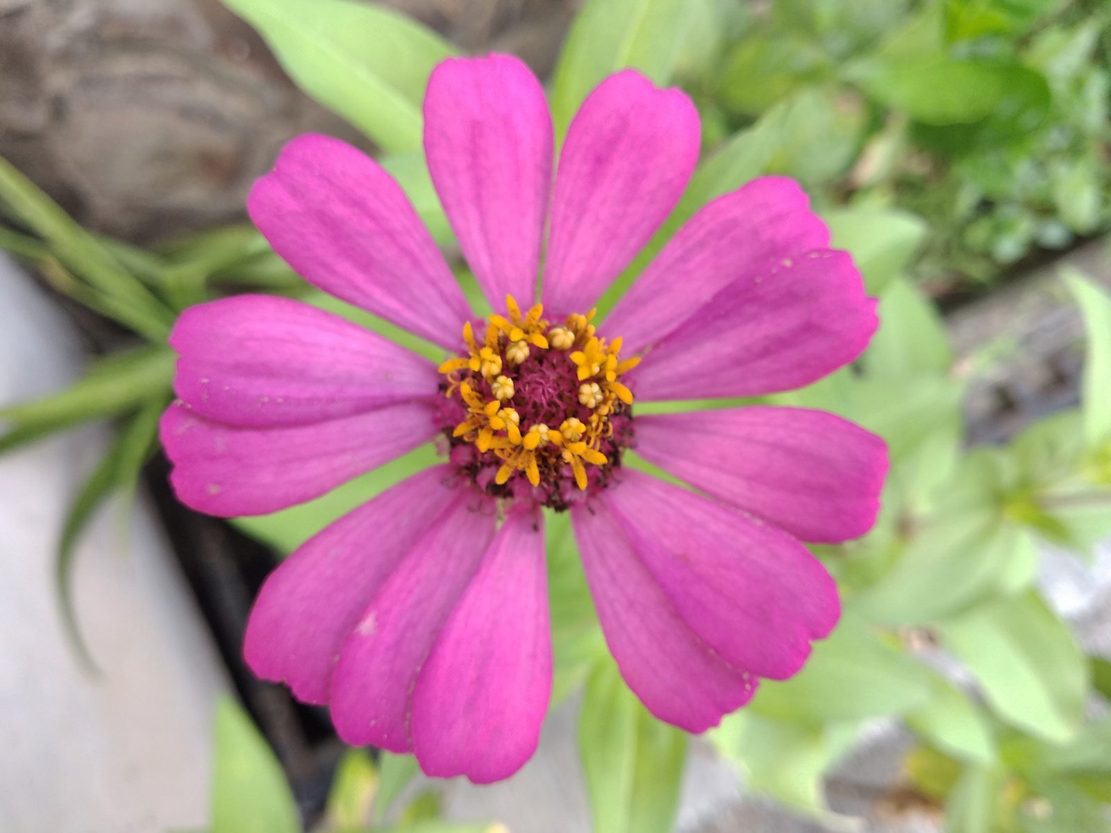 40367477032 Hasil foto Xiaomi Redmi 5 Plus (1)