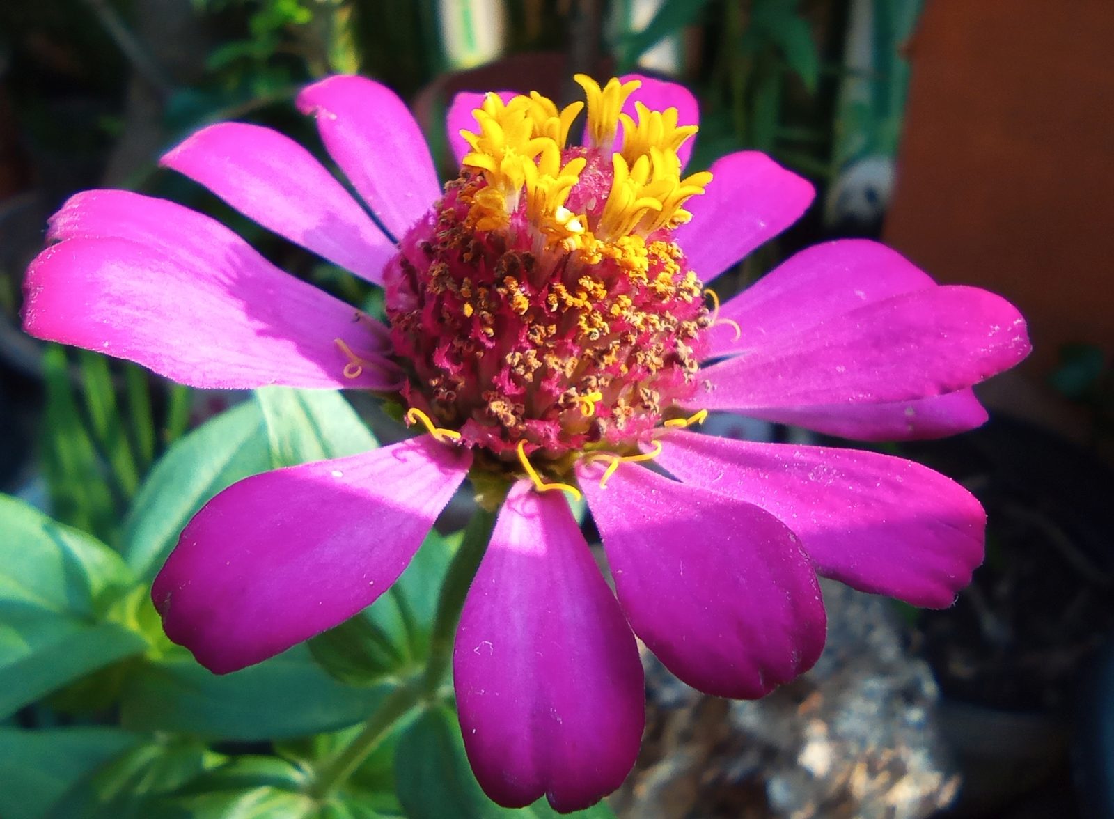 50132206978 Hasil foto Redmi 9 (9)