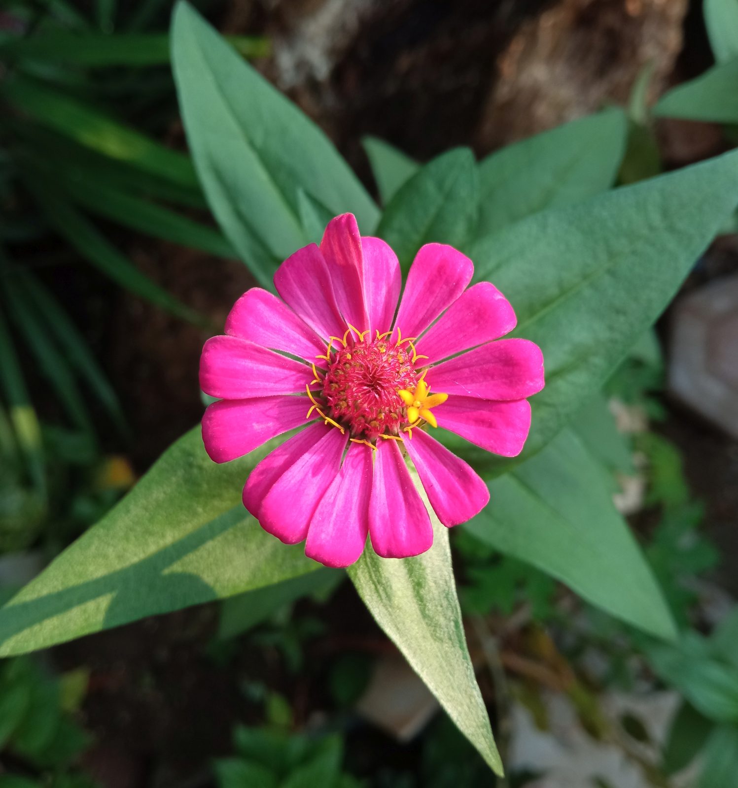 50132764186 Hasil foto Redmi 9 (6)