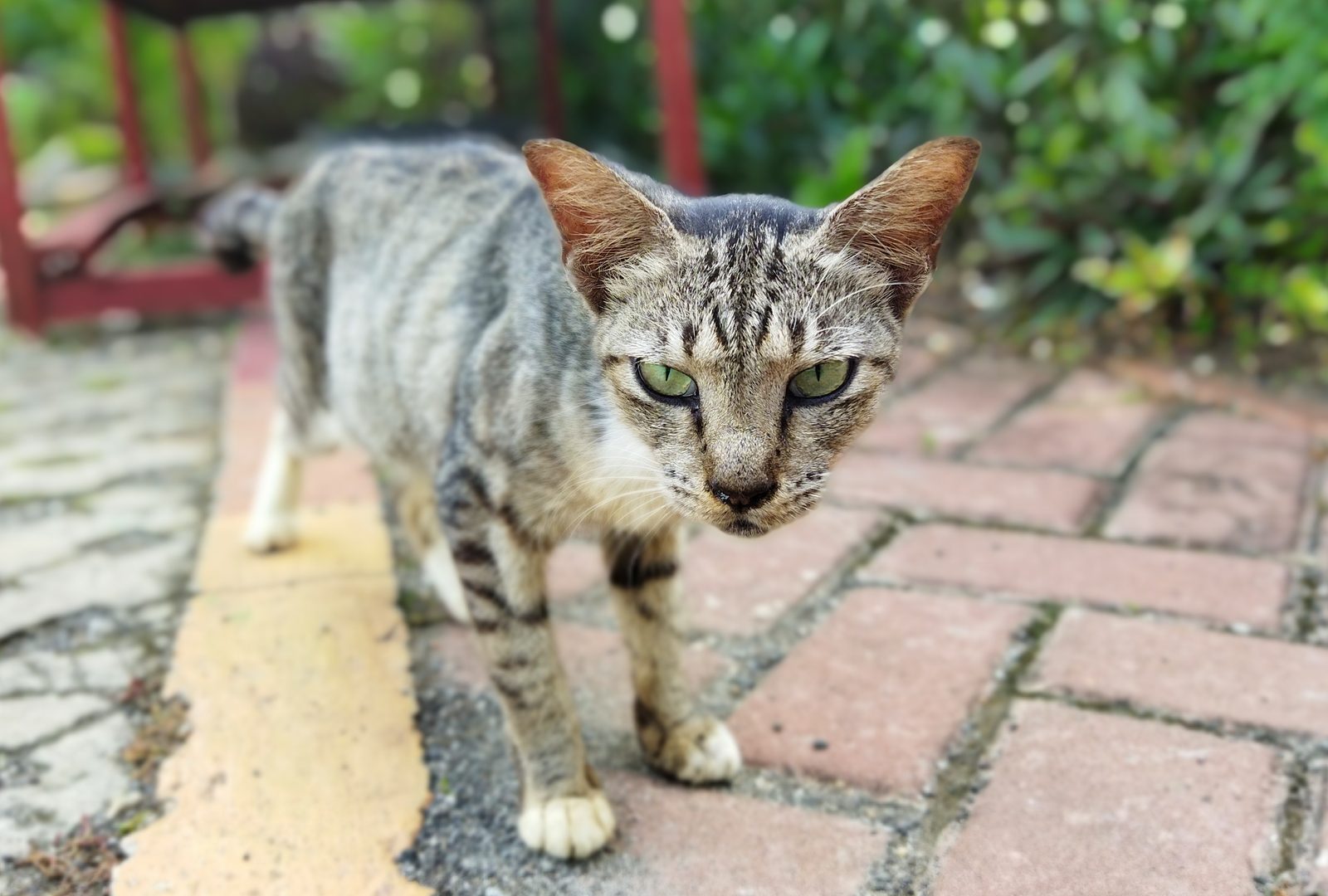 50995367988 (Crop) Kamera utama Redmi 9T (7)