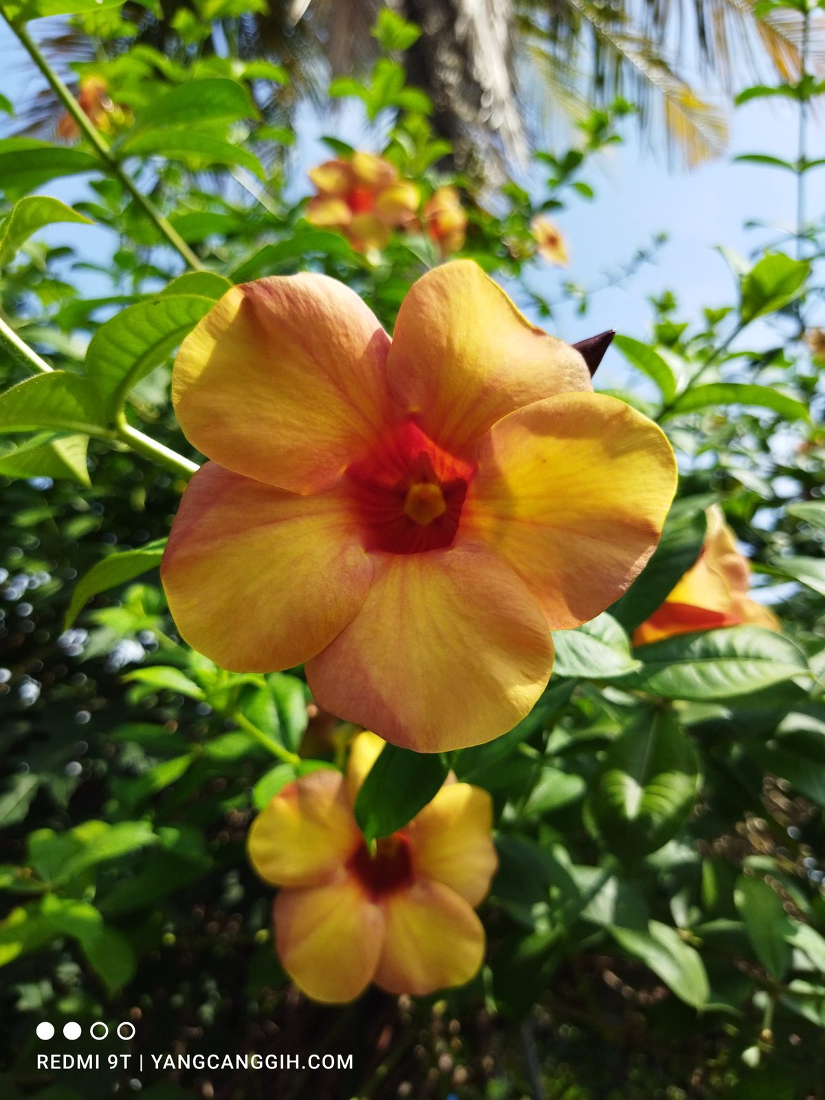 50996062616 Kamera utama Redmi 9T (9)