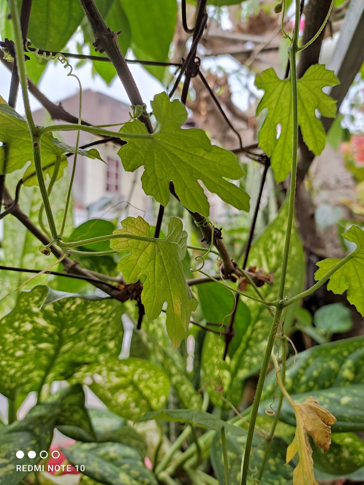 51142221198 Main Camera Redmi Note 10 (2)