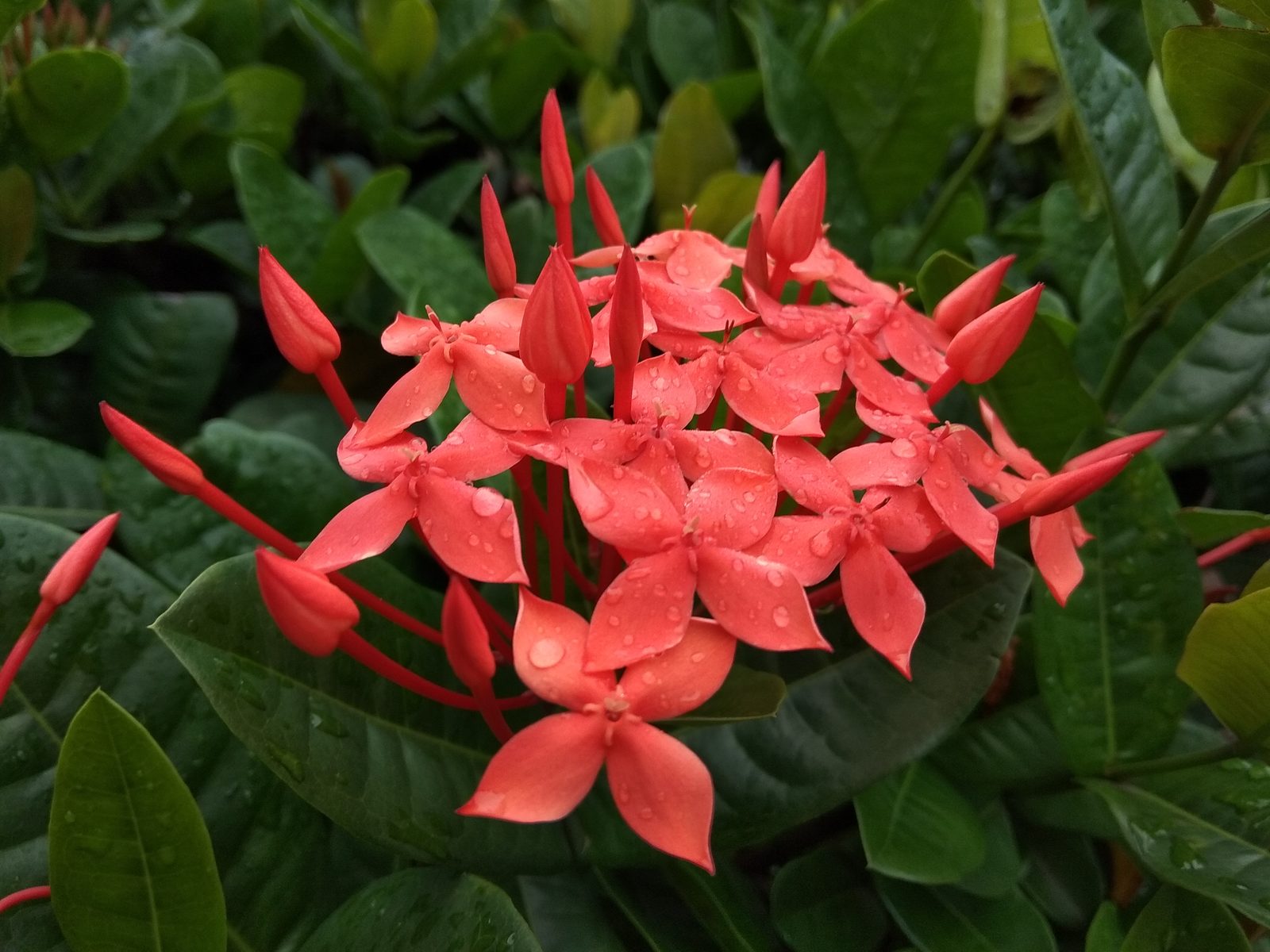 37977433944 Hasil foto Xiaomi Redmi Note 5A (5)