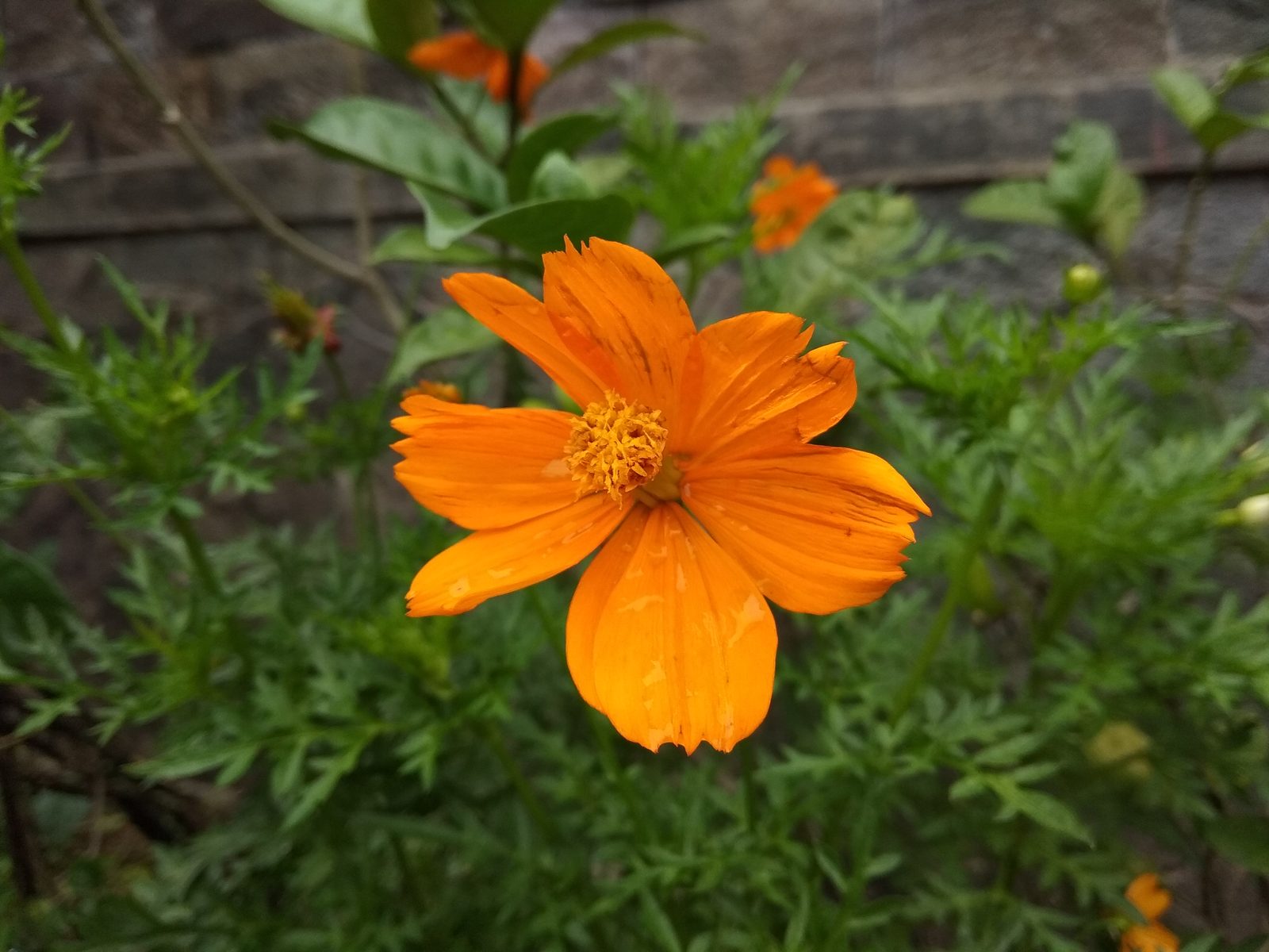 38695678201 Hasil foto Xiaomi Redmi Note 5A (4)