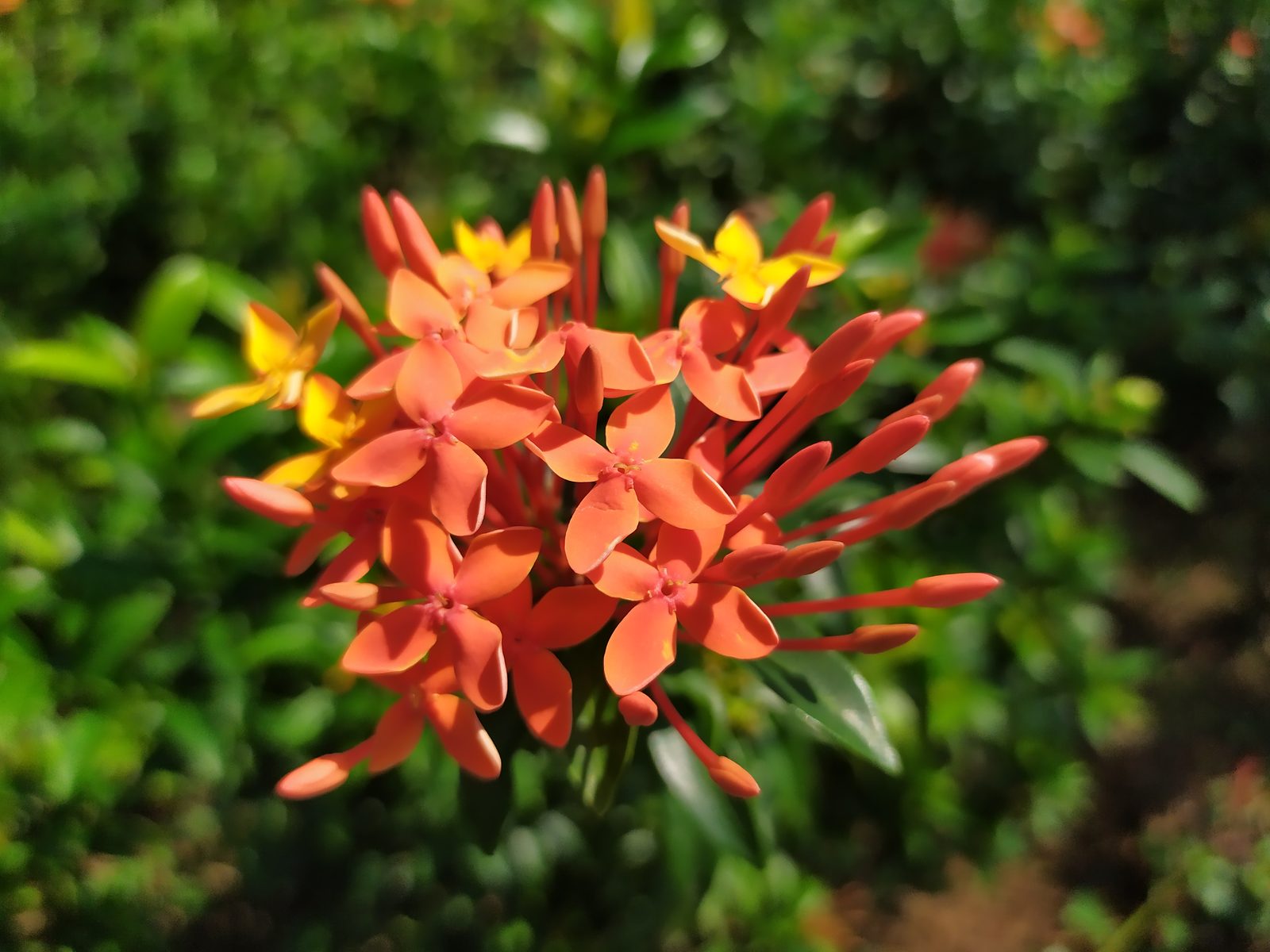 48118165753 Hasil foto Redmi Note 7 (6)