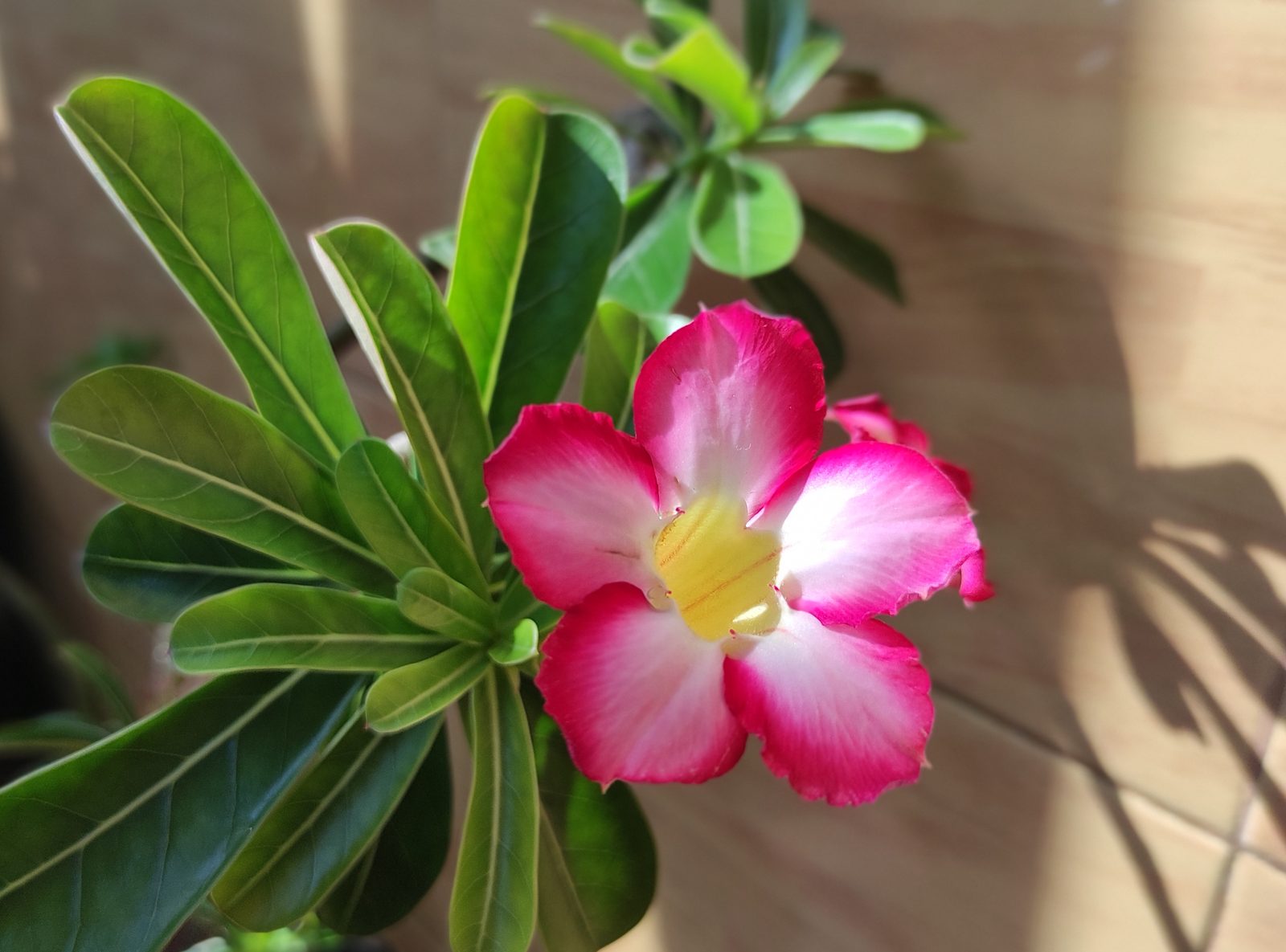 50057533806 Hasil foto Redmi Note 9 Pro (5)
