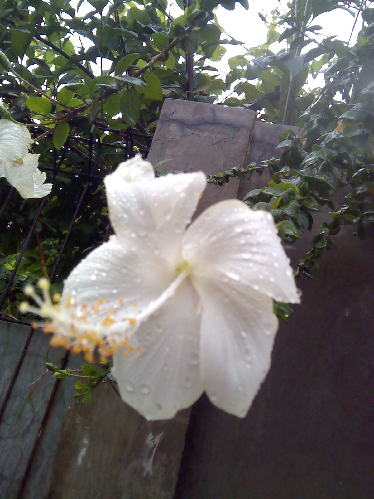 ZTE N855D outdoor 0